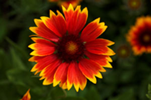 Gaillarde