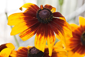 Gaillarde1