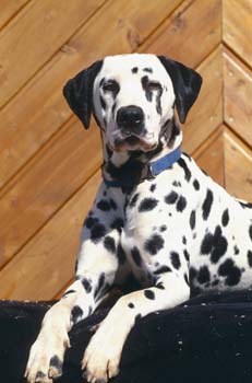 Dalmatiner