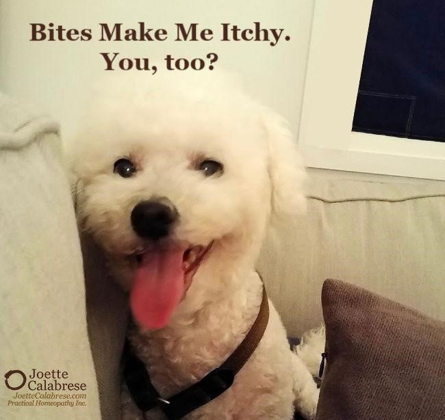 Bites_make_me_itchy_Joette_Calabrese_web.jpg