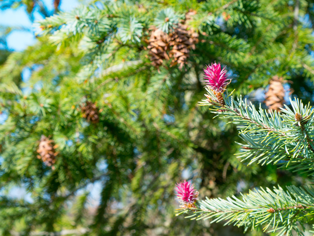 Blume einer Douglas-Tanne