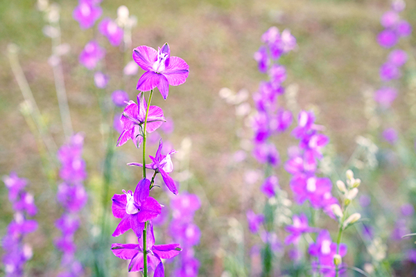 Staphisagria heilt transgenerationale Muster – Fallbeispiel 1