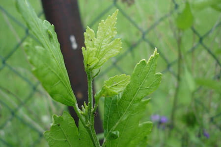 Homöopathie bei Blattlausbefall 3
