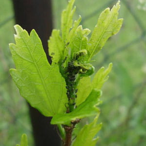 Homöopathie bei Blattlausbefall 2