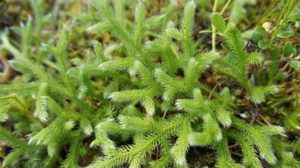 Lycopodium