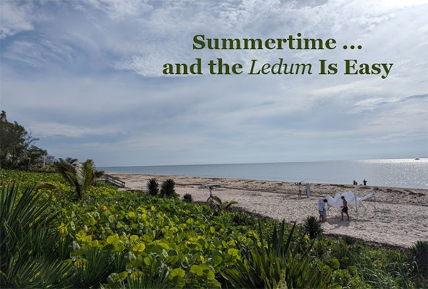 Mückenplage im Sommer? Ledum ist die erste Wahl