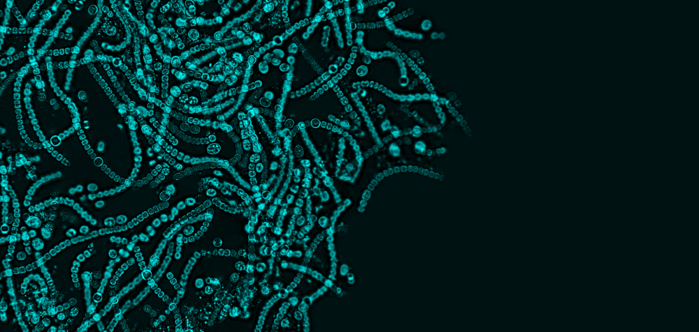 Milchsäurebakterien unter dem Mikroskop, türkis gefärbt