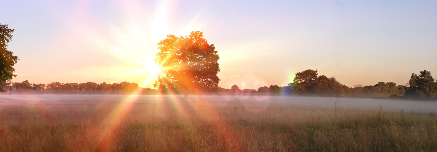 Meadow with a single tree partly obscuring the setting sun