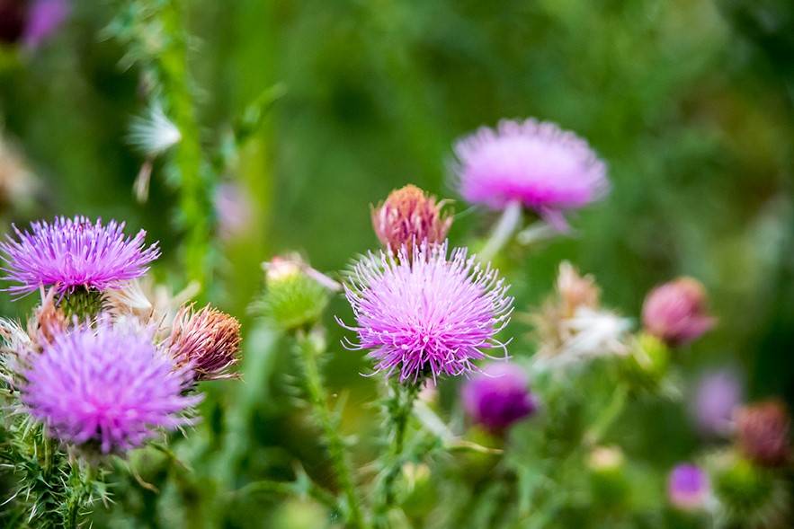 Pink flowers of the milk thistle with numerous narrow petals