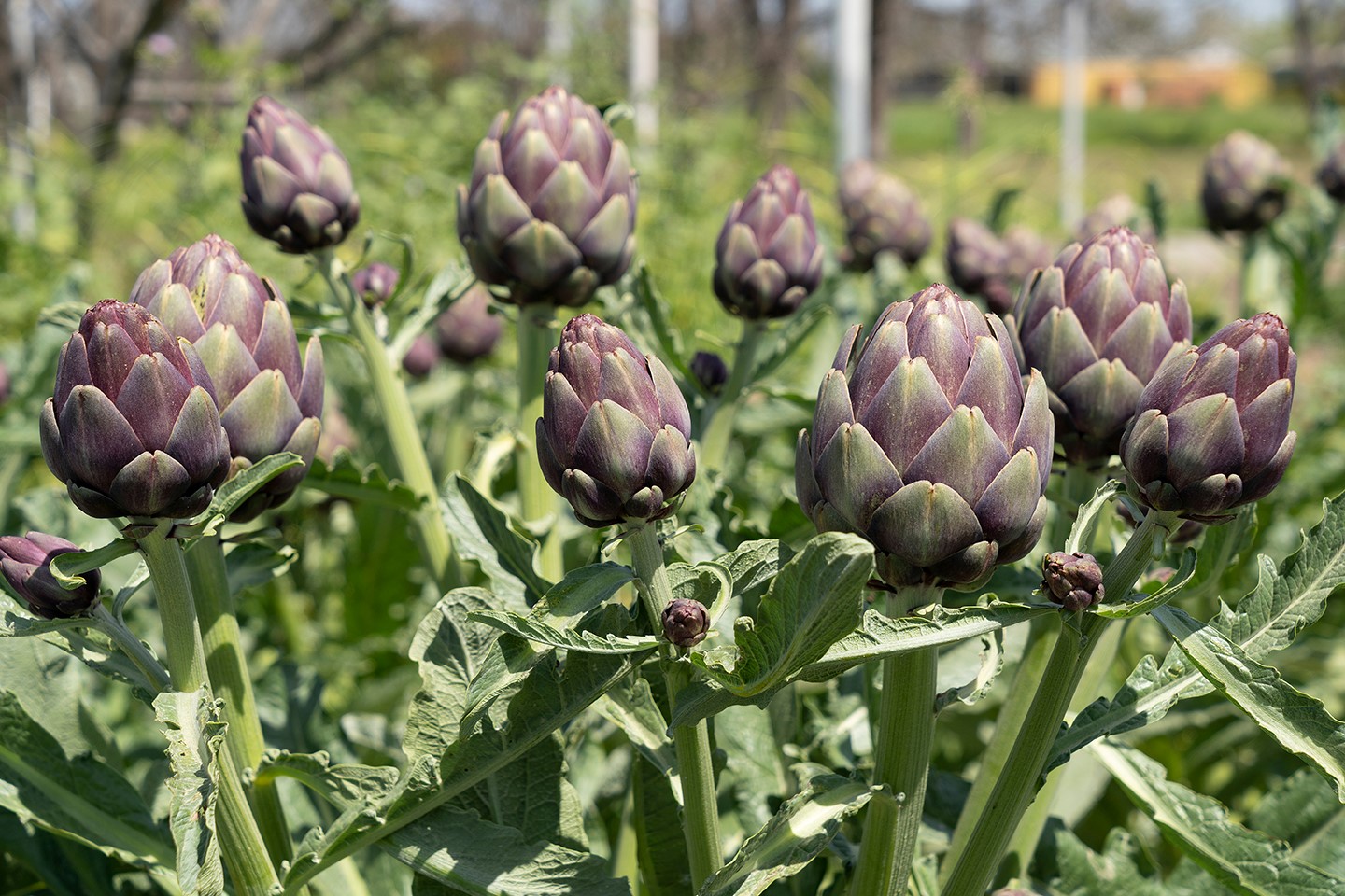 A field with long-stemmed artichokes
