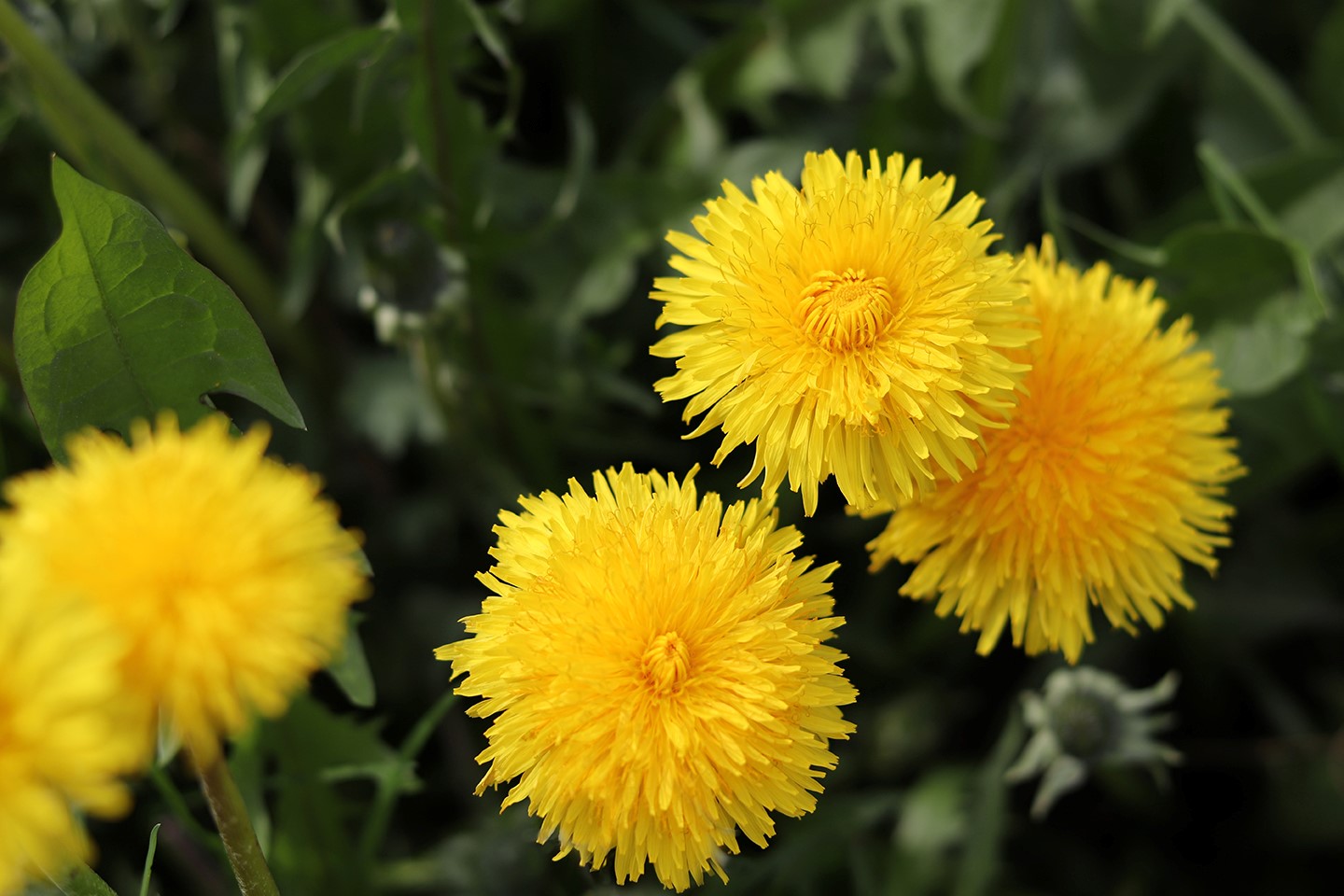 Bright yellow dandelion