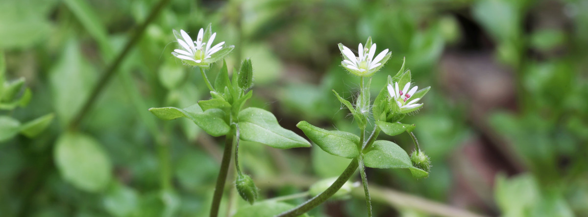 Two chickweed stems with small white flowers against a blurred green background