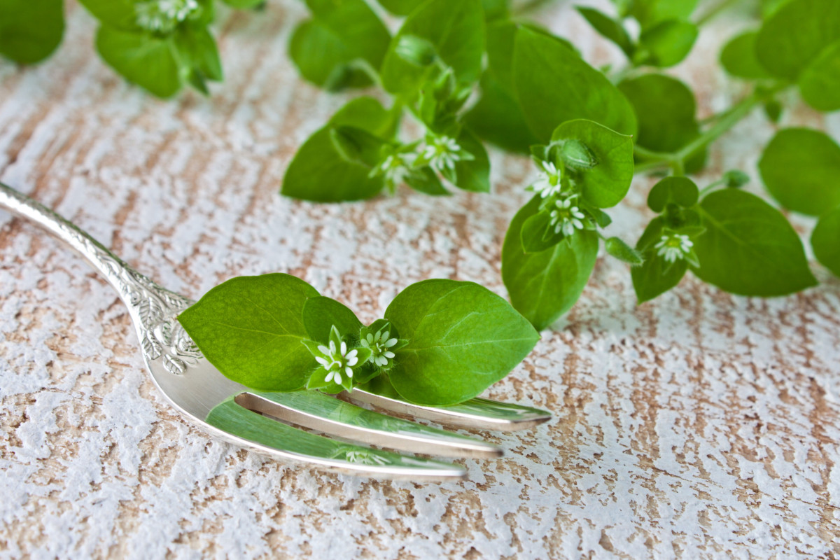 A silver fork with a single chickweed leaf with a flower on it, more chickweed in the background