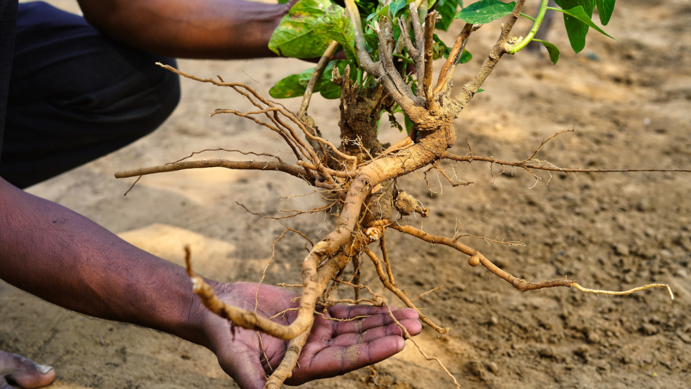 A hand holds an ashwagandha root up high, dusty sandy soil in the background