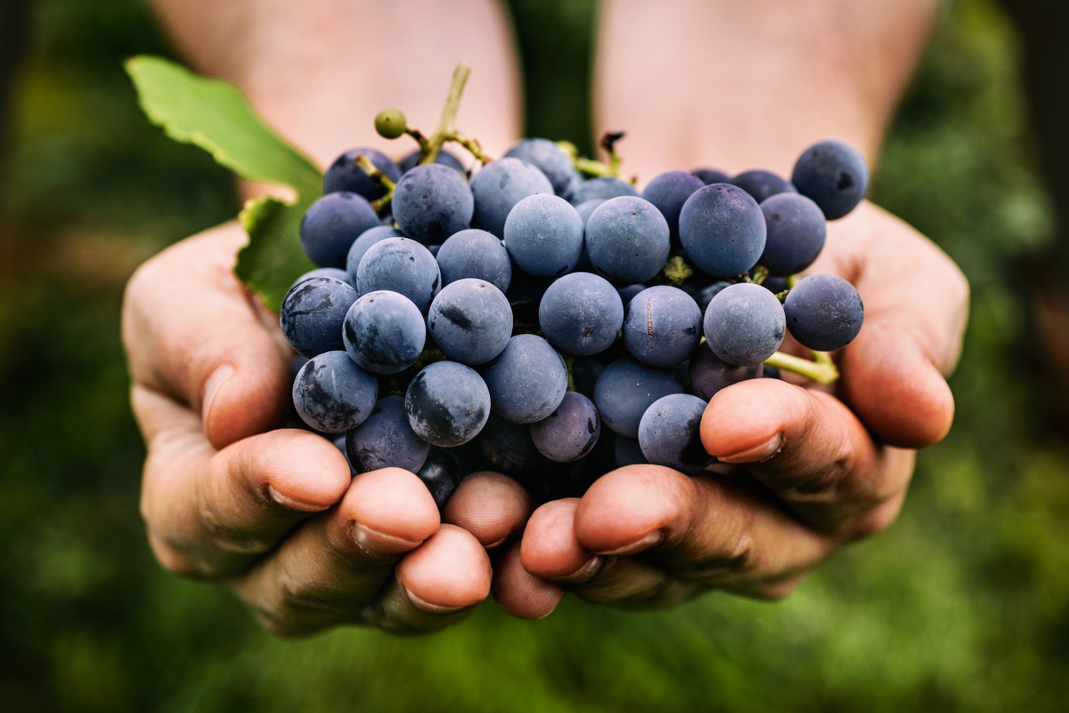 A handful of purple grapes with green leaves