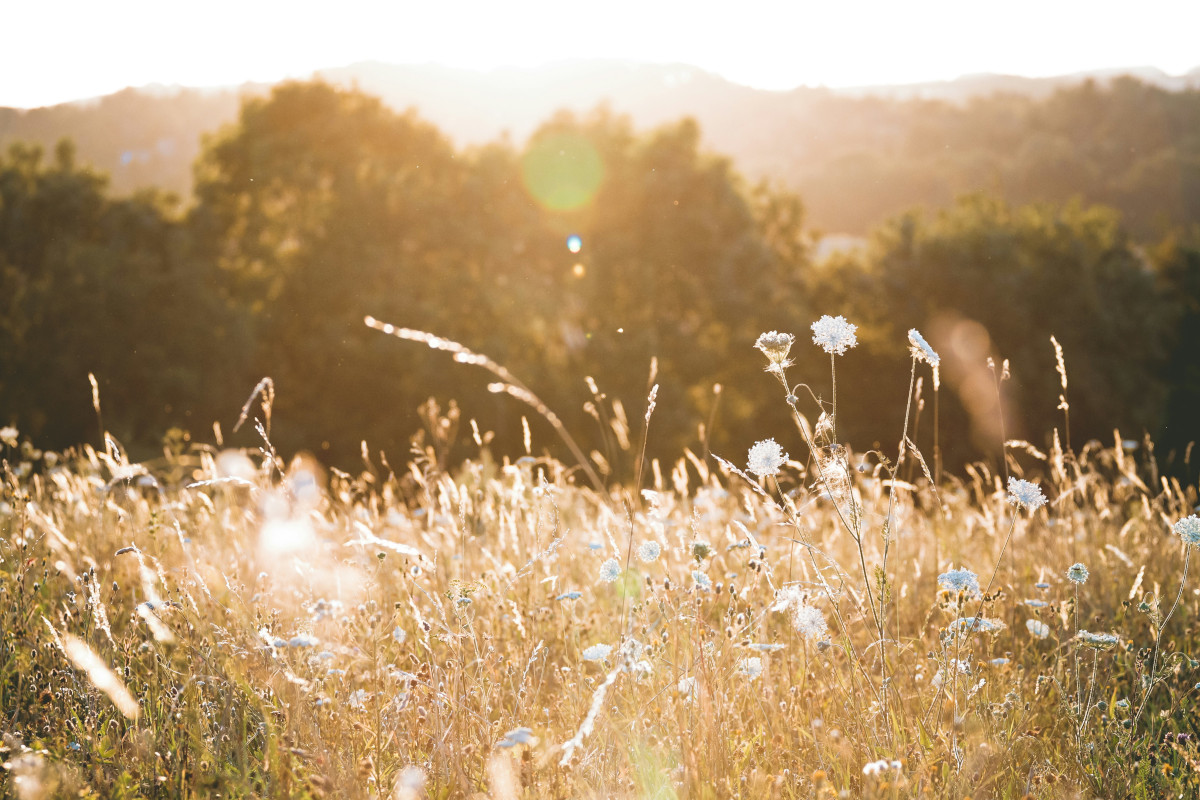 Feld mit trockenem Heu im Sonnenschein, im Hintergrund unscharfer Wald