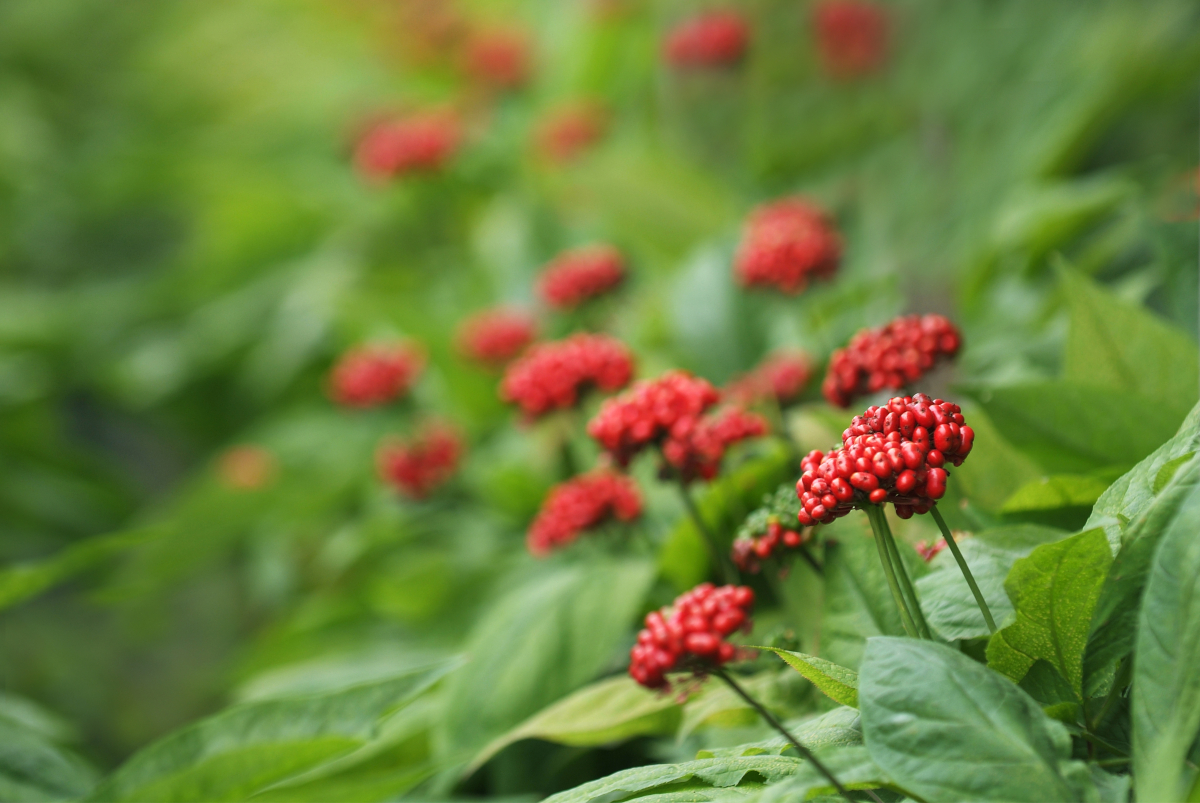 Ginseng with clusters of red berries