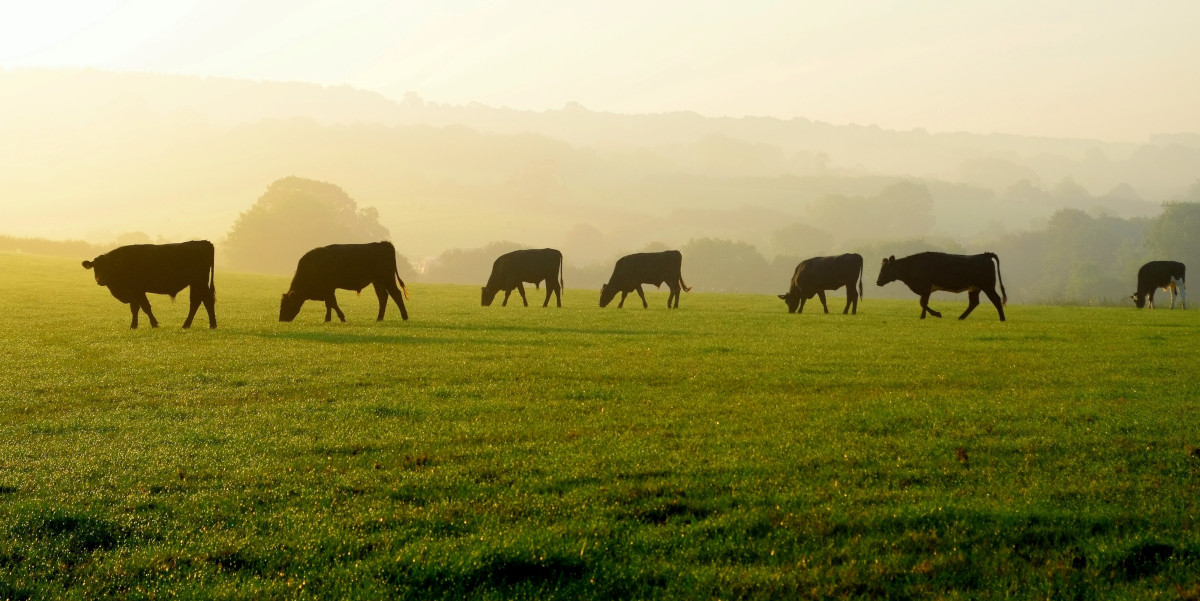 Silhouettes of grazing cows, light mist