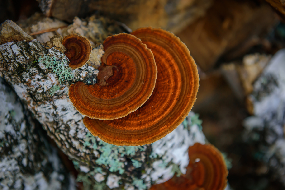 Chaga on tree bark