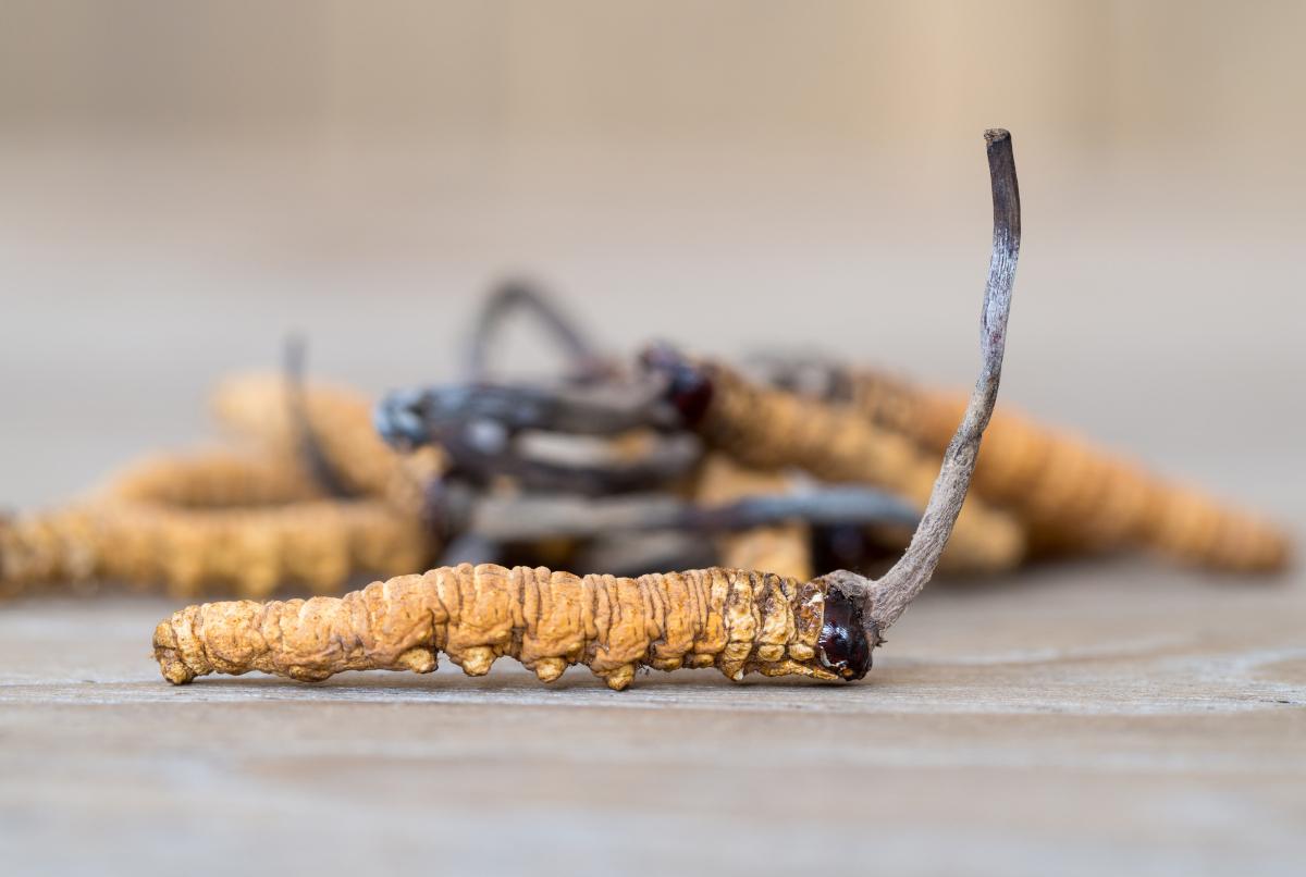 Cordyceps growing on a larva, others in the background