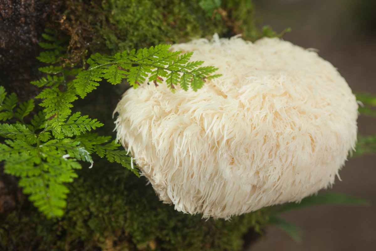 Lion's mane on moss, ferns beside