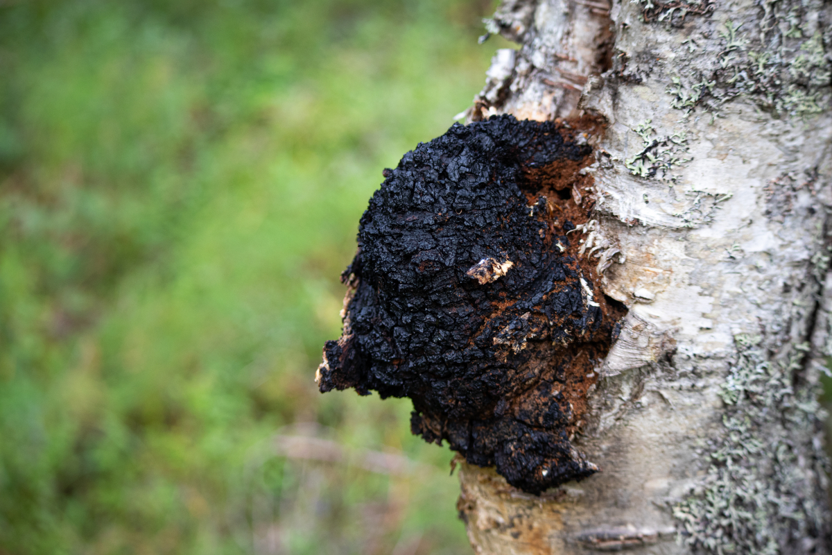Chaga on a trunk