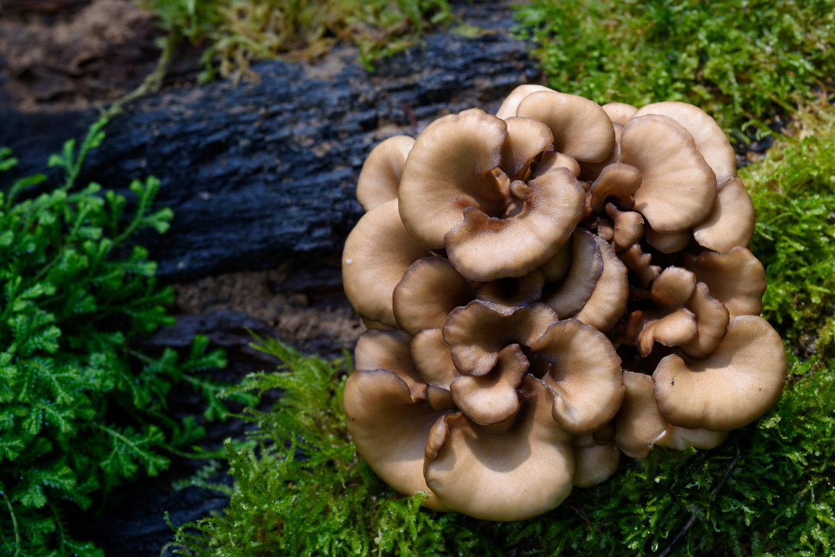 Maitake, moss and bark