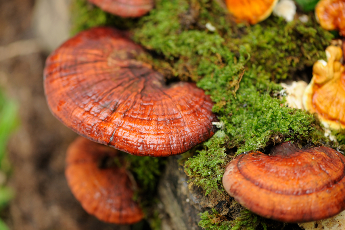 Reishi and moss on bark