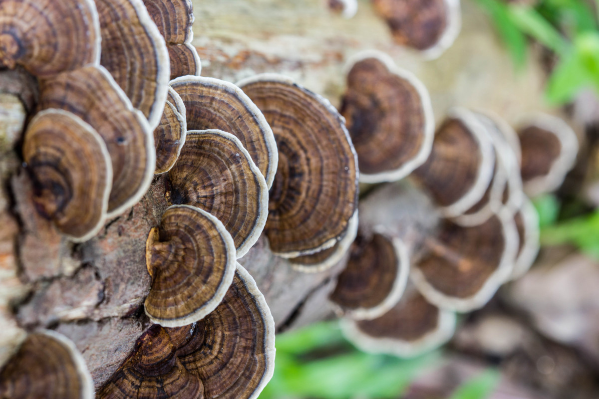 Turkey tails on bark, growing over each other