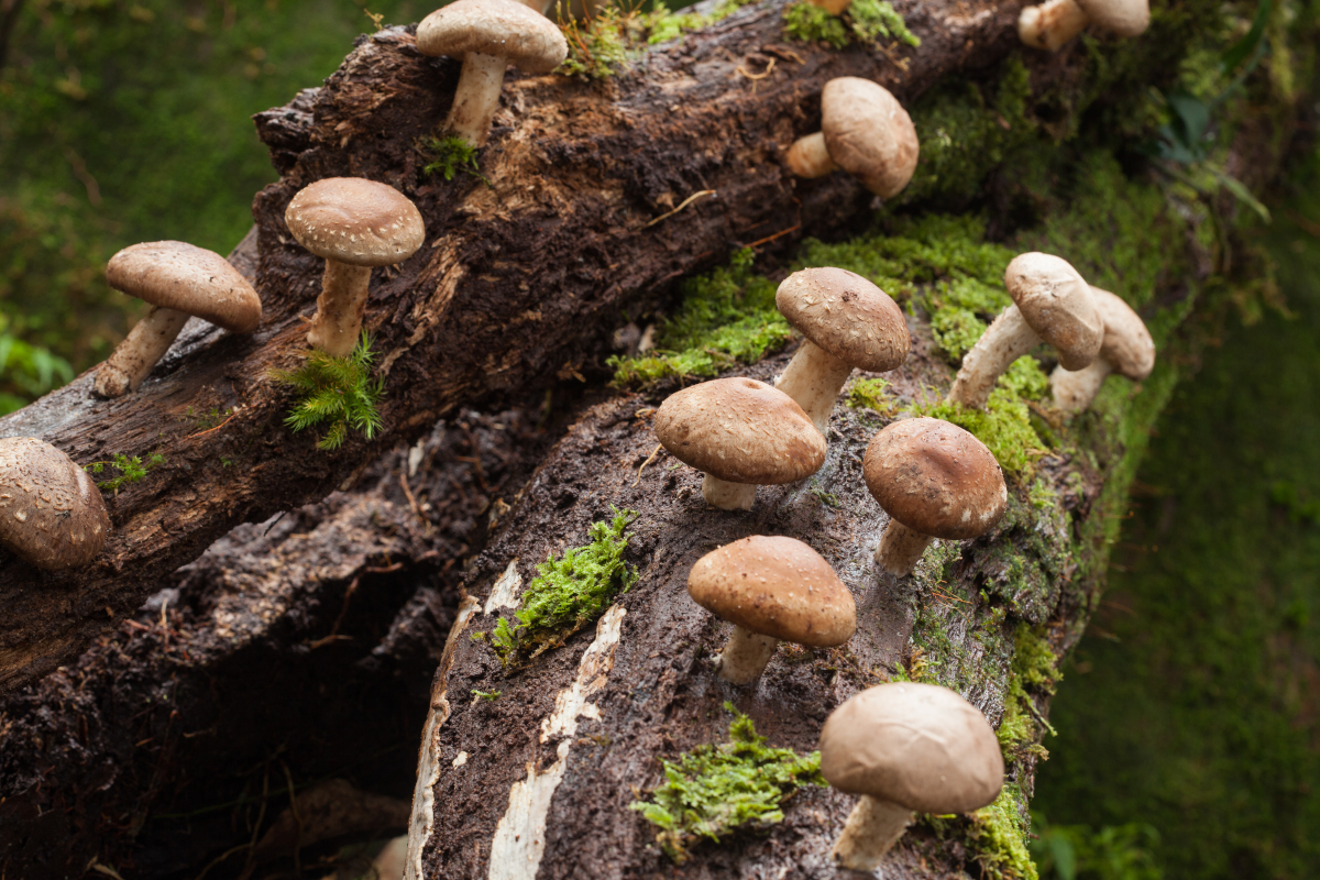 Shiitake and moss on bark