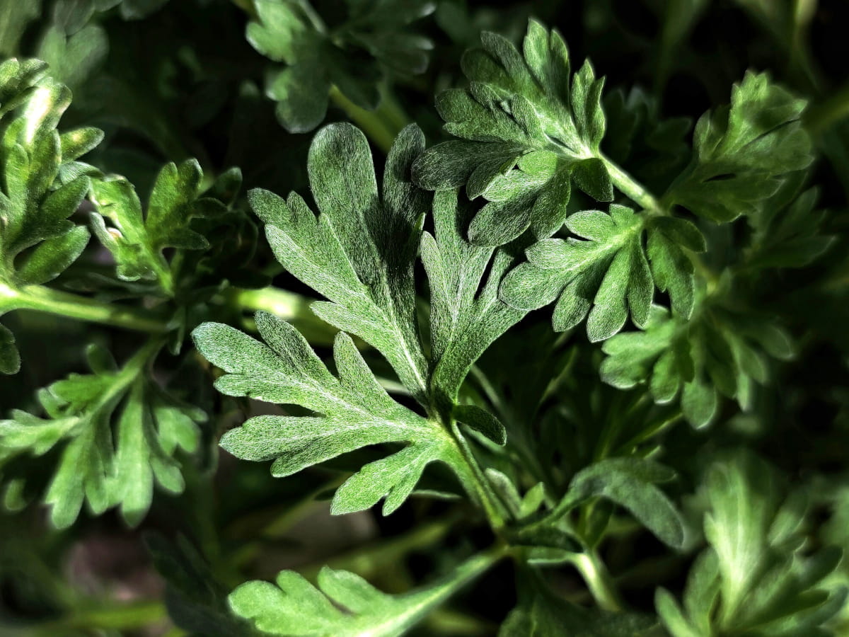 Die haarigen Blätter des Gemeinen Beifuß', die viele Bitterstoffe enthalten