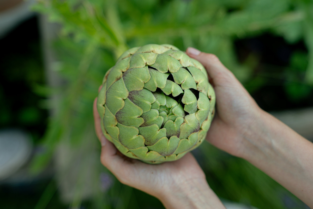Two hands holding a particularly round artichoke