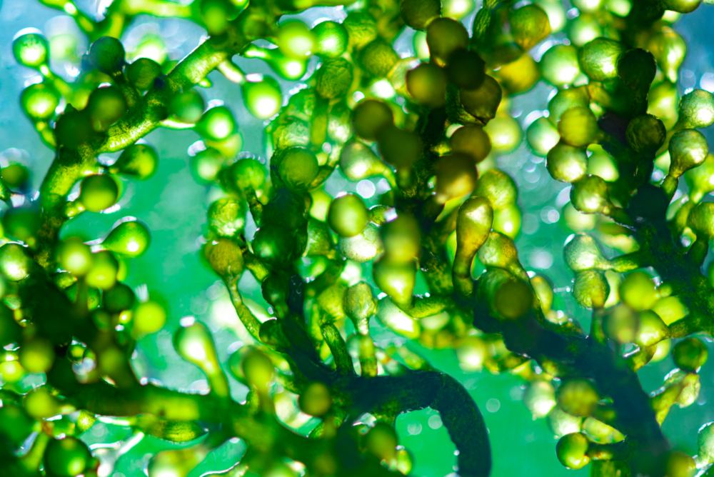 Close-up of algae underwater, lit from behind