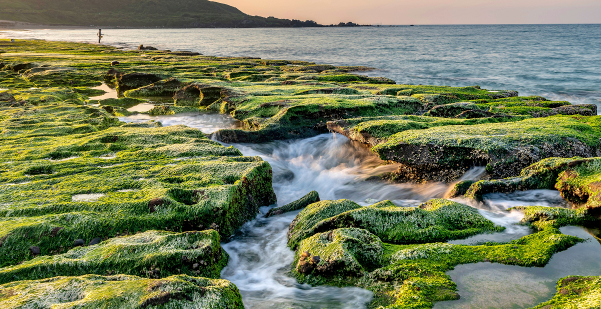Green-covered rocks by the sea
