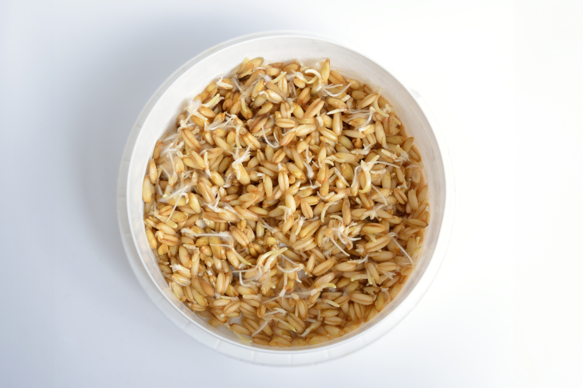 Blick von oben, Schüssel mit keimendem Hafer