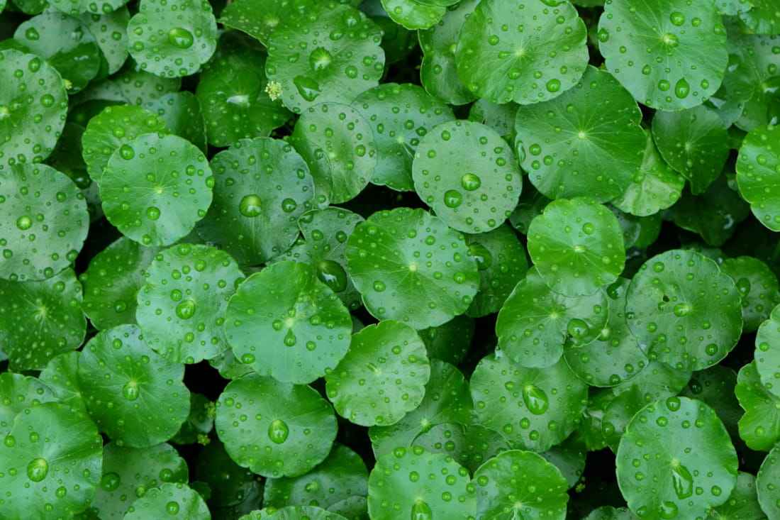 Raindrops on leaves of Indian pennywort