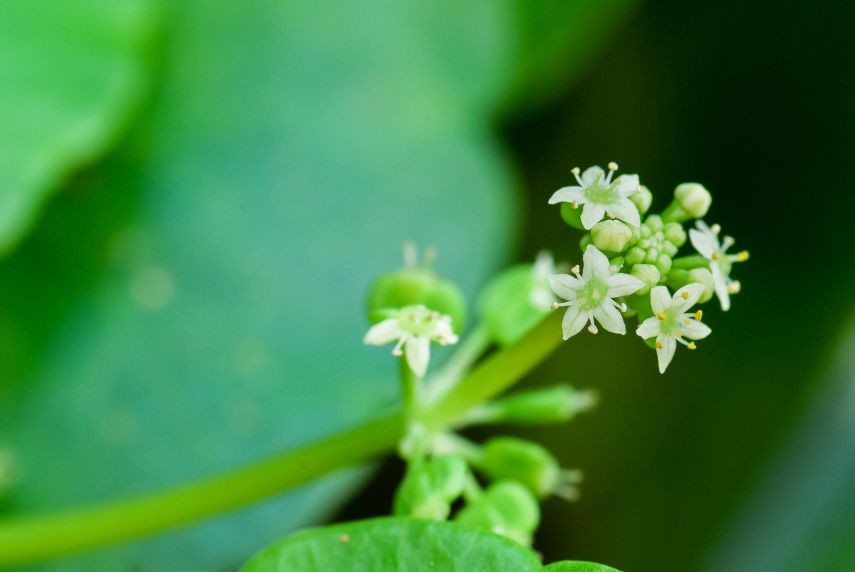 Flower umbels of Gotu Kola