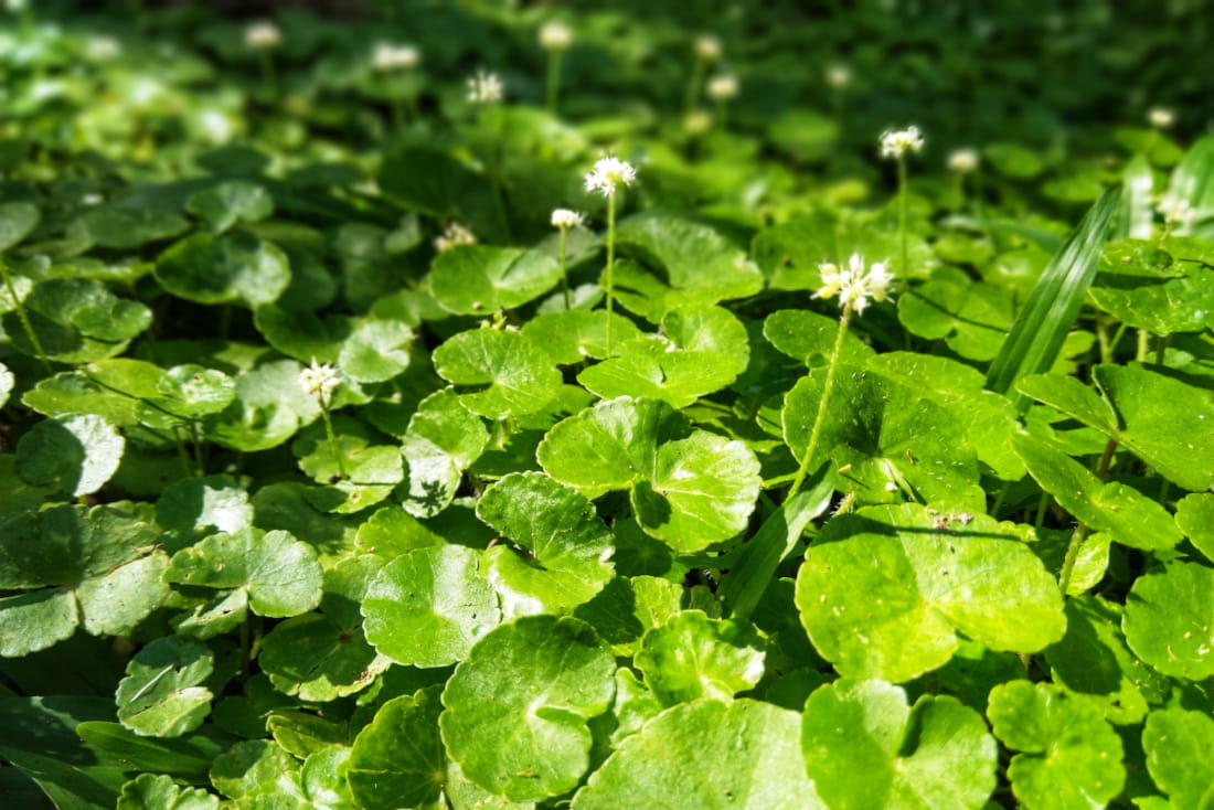 A field of Gotu Kola plants in sunlight