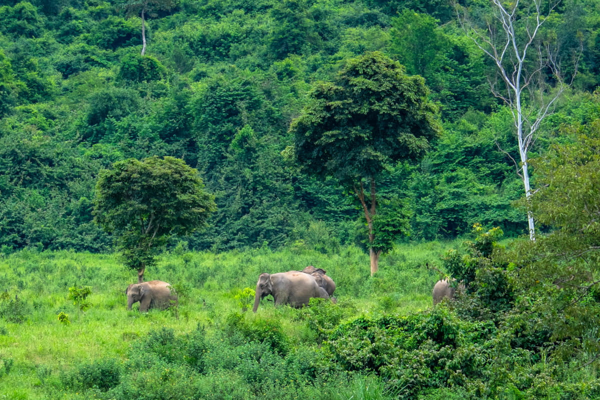 Grazing elephants in front of a dense forest