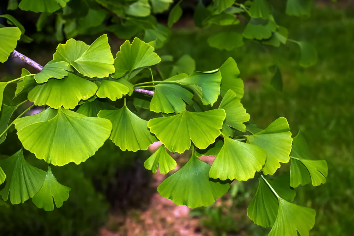 Illustration: The fan-shaped leaves of Ginkgo biloba