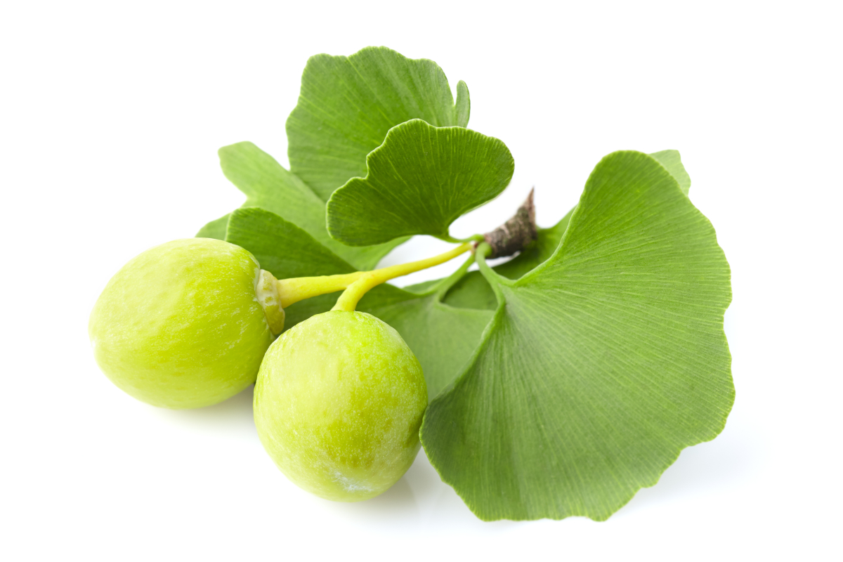 Illustration: A section of ginkgo with two leaves and two green, round fruits