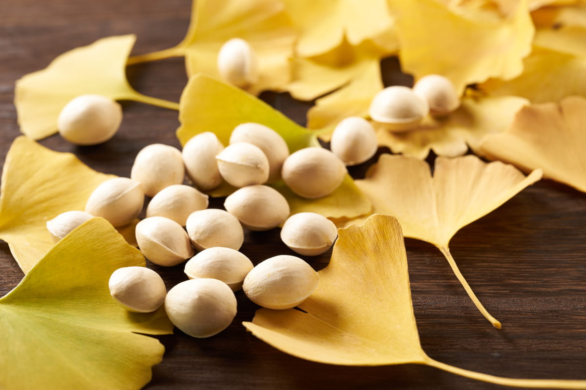 Illustration: Prepared ginkgo nuts served on yellow ginkgo leaves
