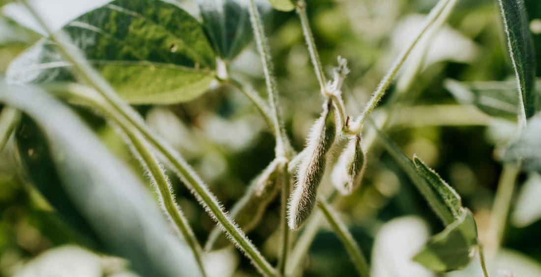 Close‑up of soybeans on the plant showing small hairs