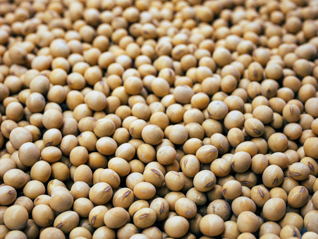 Close‑up of small white soybeans