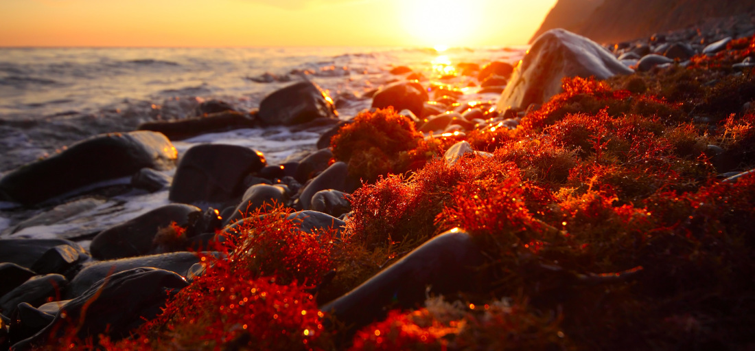 Côte marine avec des rochers noirs lisses et des algues rouges au coucher du soleil