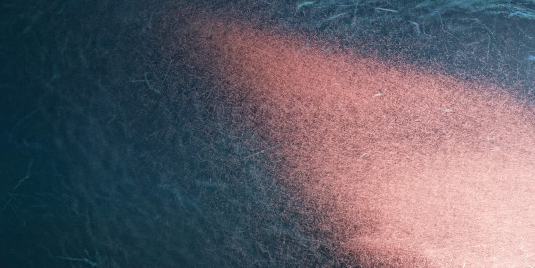 Krill en macro marin