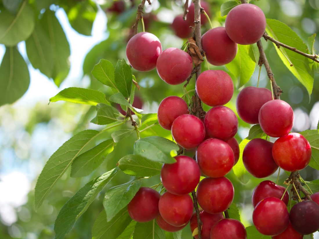 Image of red camu‑camu fruits on the plant.