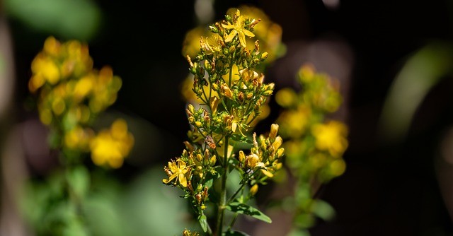Flowering stems of St John's wort.