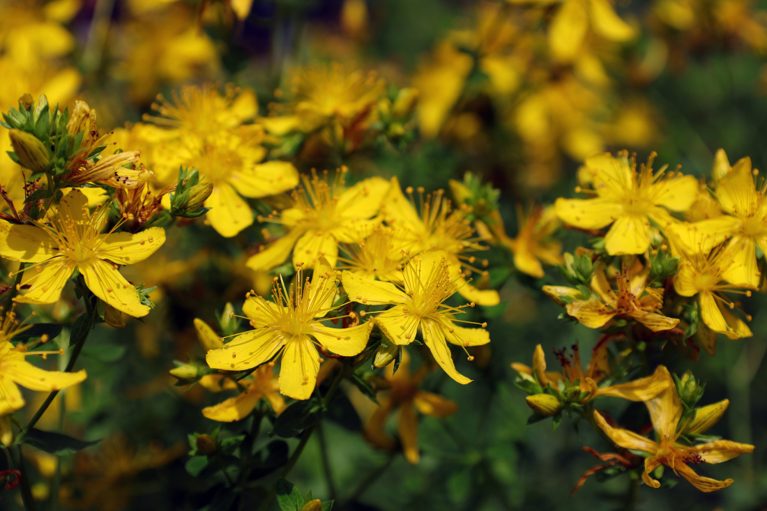 Some St John's wort flowers on the plant.