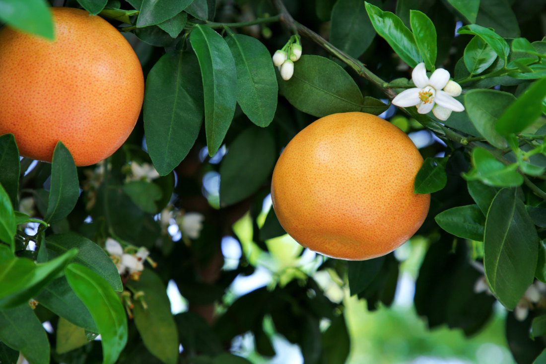 Two grapefruits on the tree with white blossoms